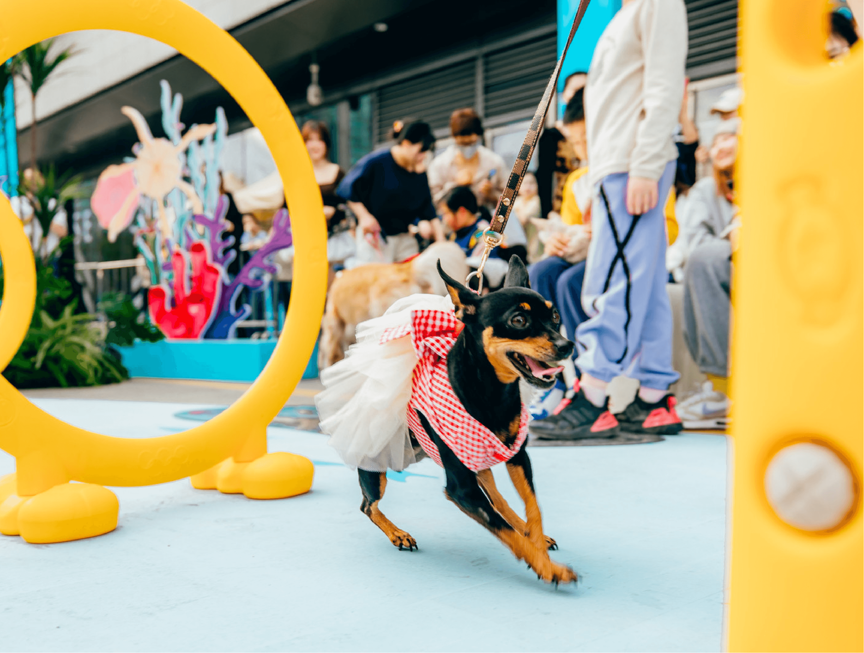 Pemily宠加宠物比赛活动