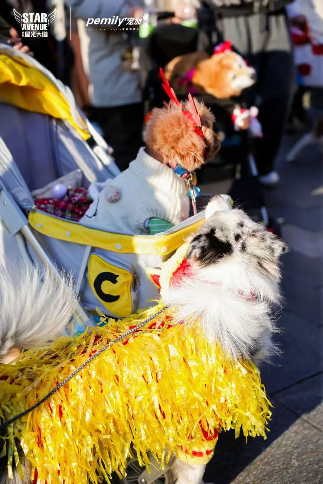 Pemily宠加户外活动现场